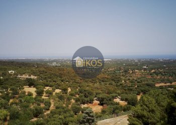 Foto 2 - Terreno agricolo Contrada Torchiano, Monopoli - foto 2