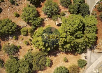 Foto 3 - Terreno agricolo Contrada Torchiano, Monopoli - foto 3