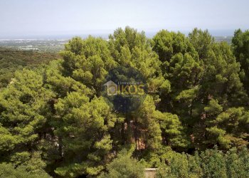 Foto 4 - Terreno agricolo Contrada Torchiano, Monopoli - foto 4