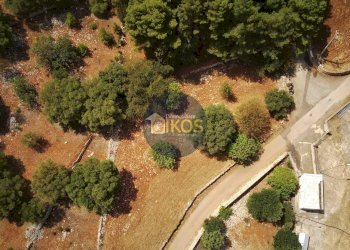 Foto 5 - Terreno agricolo Contrada Torchiano, Monopoli - foto 5