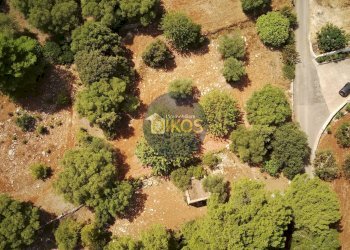 Foto 6 - Terreno agricolo Contrada Torchiano, Monopoli - foto 6