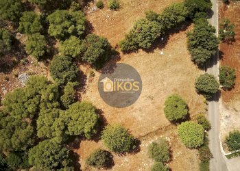 Foto 7 - Terreno agricolo Contrada Torchiano, Monopoli - foto 7