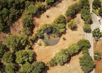 Foto 8 - Terreno agricolo Contrada Torchiano, Monopoli - foto 8