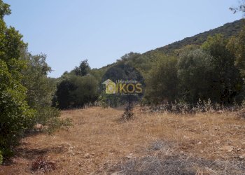 Foto 17 - Terreno agricolo Contrada Torchiano, Monopoli - foto 17