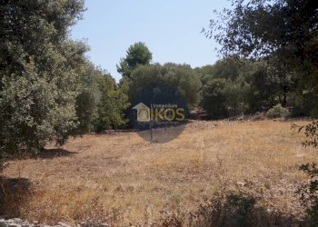 Foto 18 - Terreno agricolo Contrada Torchiano, Monopoli - foto 18