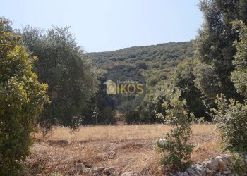 Foto 19 - Terreno agricolo Contrada Torchiano, Monopoli - foto 19