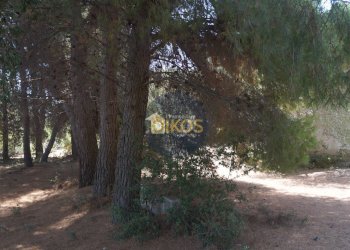 Foto 23 - Terreno agricolo Contrada Torchiano, Monopoli - foto 23