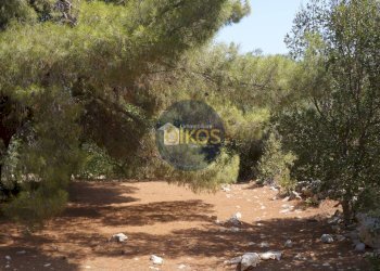 Foto 26 - Terreno agricolo Contrada Torchiano, Monopoli - foto 26