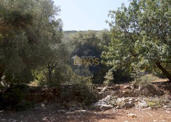 Foto 28 - Terreno agricolo Contrada Torchiano, Monopoli - foto 28