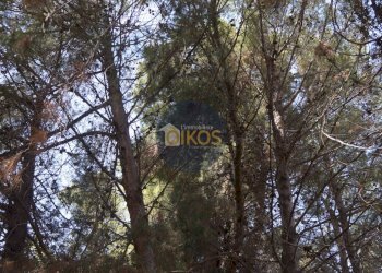 Foto 31 - Terreno agricolo Contrada Torchiano, Monopoli - foto 31