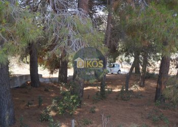 Foto 34 - Terreno agricolo Contrada Torchiano, Monopoli - foto 34