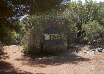 Foto 35 - Terreno agricolo Contrada Torchiano, Monopoli - foto 35