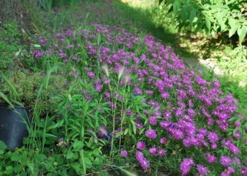 Foto 78 - Farm TICINO, Cameri - photo 78