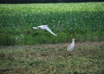 Foto 80 - Farm TICINO, Cameri - photo 80