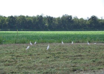 Foto 81 - Farm TICINO, Cameri - photo 81