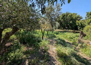 Foto 2 - Agricultural land Contrada Fellino, Cicciano - photo 2