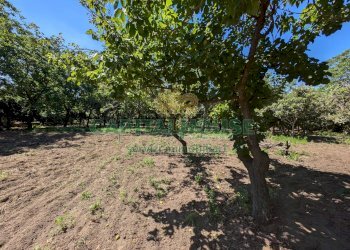 Foto 3 - Agricultural land Contrada Fellino, Cicciano - photo 3