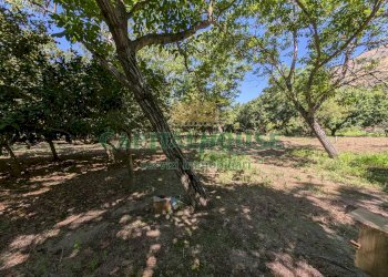 Foto 6 - Agricultural land Contrada Fellino, Cicciano - photo 6