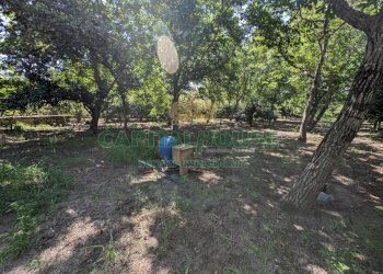 Foto 7 - Agricultural land Contrada Fellino, Cicciano - photo 7