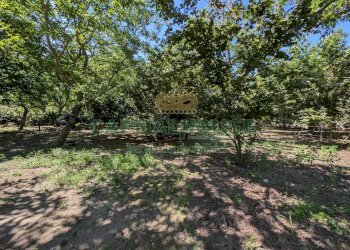 Foto 8 - Agricultural land Contrada Fellino, Cicciano - photo 8