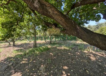 Foto 9 - Agricultural land Contrada Fellino, Cicciano - photo 9