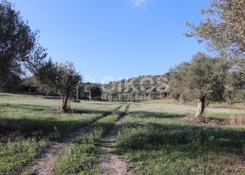 Casale sui monti Iblei04 - Terreno edificabile Contrada Contrada San Giacomo
 
1, Rosolini - foto 4