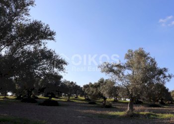 Casale sui monti Iblei09 - Terreno edificabile Contrada Contrada San Giacomo
 
1, Rosolini - foto 9