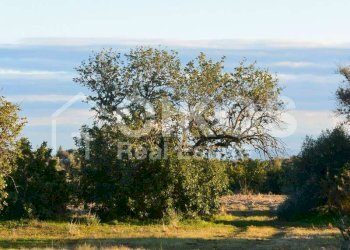 Terreno agricolo in c.da Meti 14 - Terreno agricolo Contrada Meti
 
1, Noto - foto 13