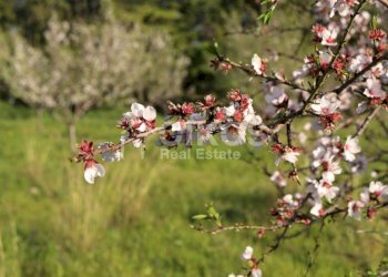 Antico casale in collina 04 - Terreno agricolo Contrada Casale
 
1, Noto - foto 4
