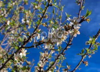 Antico casale in collina 05 - Terreno agricolo Contrada Casale
 
1, Noto - foto 5