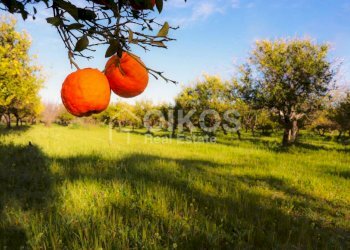 Antico casale in collina 06 - Terreno agricolo Contrada Casale
 
1, Noto - foto 6