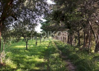Antico casale in collina 07 - Terreno agricolo Contrada Casale
 
1, Noto - foto 7