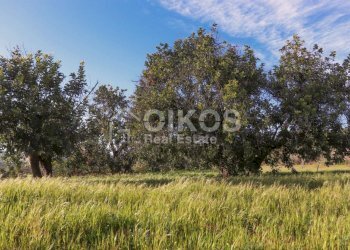 Antico casale in collina 08 - Terreno agricolo Contrada Casale
 
1, Noto - foto 8