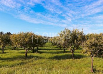 Antico casale in collina 09 - Terreno agricolo Contrada Casale
 
1, Noto - foto 9
