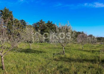 Antico casale in collina 12 - Terreno agricolo Contrada Casale
 
1, Noto - foto 12