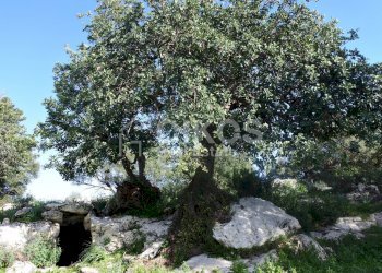 Foto 11 - Terreno agricolo C.da Villa Vela, Noto - foto 11