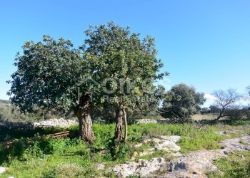 Foto 17 - Terreno agricolo C.da Villa Vela, Noto - foto 17