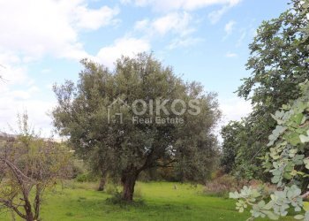 Foto 13 - Terreno agricolo c.da Mammanelli
 
snc, Avola - foto 13