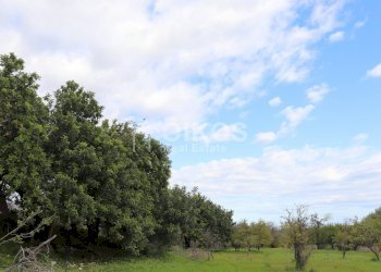 Foto 14 - Terreno agricolo c.da Mammanelli
 
snc, Avola - foto 14