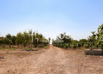 Foto 5 - Rustico sp11, Noto - foto 5