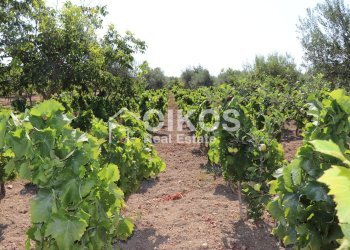 Foto 11 - Rustico sp11, Noto - foto 11