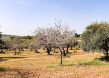 Foto 1 - Terreno agricolo C.da Volpiglia
 
s.n.c, Noto - foto 1