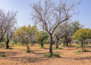 Foto 2 - Terreno agricolo C.da Volpiglia
 
s.n.c, Noto - foto 2
