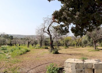 Foto 5 - Terreno agricolo C.da Volpiglia
 
s.n.c, Noto - foto 5