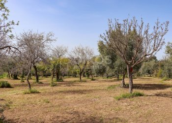 Foto 6 - Terreno agricolo C.da Volpiglia
 
s.n.c, Noto - foto 6