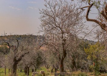 Foto 7 - Terreno agricolo C.da Volpiglia
 
s.n.c, Noto - foto 7