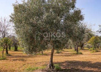 Foto 8 - Terreno agricolo C.da Volpiglia
 
s.n.c, Noto - foto 8