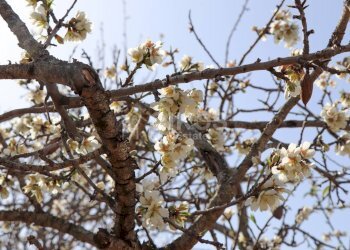 Foto 9 - Terreno agricolo C.da Volpiglia
 
s.n.c, Noto - foto 9
