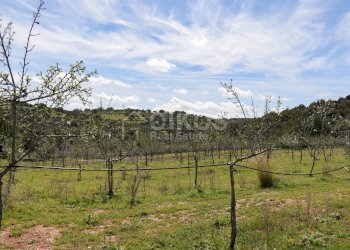 Foto 3 - Terreno agricolo c.da castelluccio, Noto - foto 3