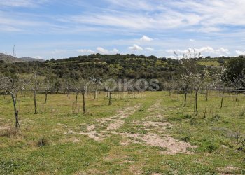Foto 6 - Terreno agricolo c.da castelluccio, Noto - foto 6